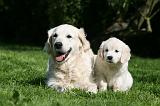 GOLDEN RETRIEVER 975